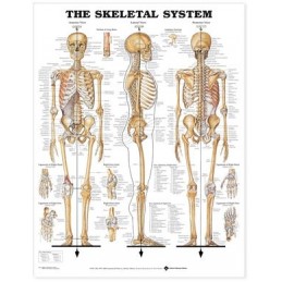 The Skeletal System Anatomical Giant Chart