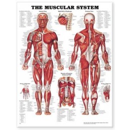 The Muscular System Anatomical Giant Chart