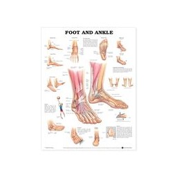 Foot and Ankle Anatomical...