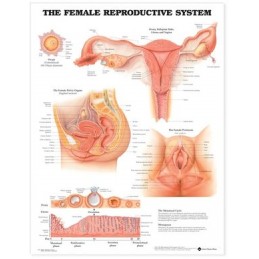 The Female Reproductive...