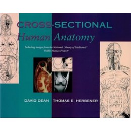 Cross-Sectional Human Anatomy