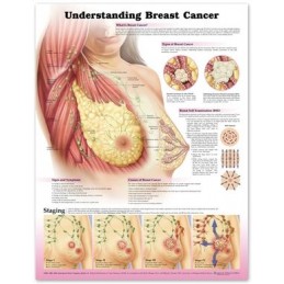 Understanding Breast Cancer...