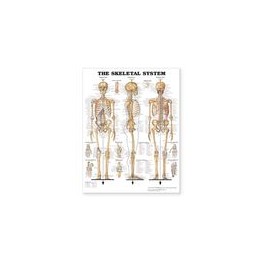 Skeletal System - Large...