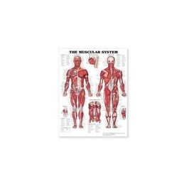 Muscular System - Large...