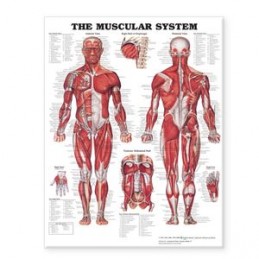 The Muscular System Giant...