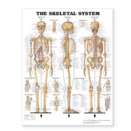 The Skeletal System Giant...