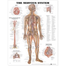 The Nervous System Anatomical Chart