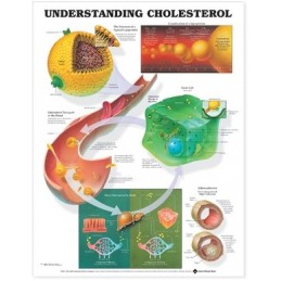 Understanding Cholesterol...