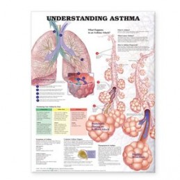 Understanding Asthma...