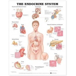 The Endocrine System...