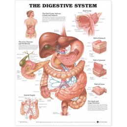 The Digestive System Anatomical Chart