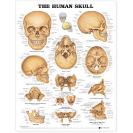 The Human Skull Anatomical...