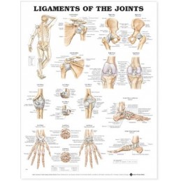 Ligaments of the Joints...