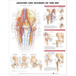 Anatomy and Injuries of the Hip Anatomical Chart