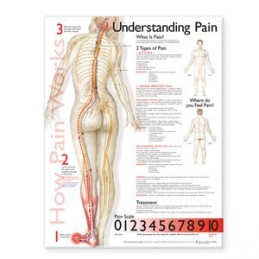 Understanding Pain Anatomical Chart