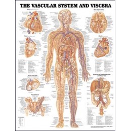 Vascular System and Viscera...