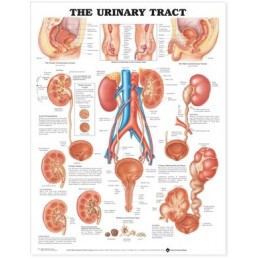 The Urinary Tract...