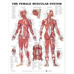 The Female Muscular System...
