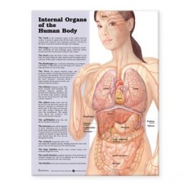 Internal Organs of the...