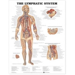 The Lymphatic System...