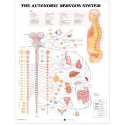 The Autonomic Nervous...