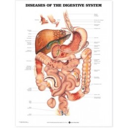 Diseases of the Digestive...