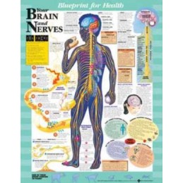 Blueprint for Health Your Brain and Nerves Chart