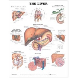The Liver Anatomical Chart