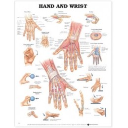 Hand and Wrist Anatomical...
