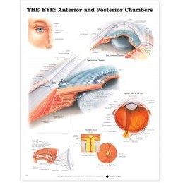 The Eye: Anterior and Posterior Chambers