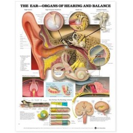 The Ear: Organs of Hearing...