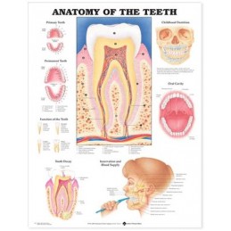 Anatomy of the Teeth...