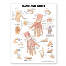 Hand and Wrist Anatomical...