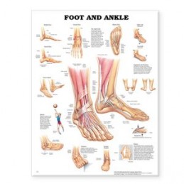 Foot and Ankle Anatomical...