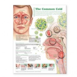 Understanding the Common Cold Anatomical Chart