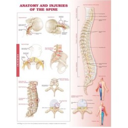 Anatomy and Injuries of the...