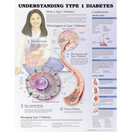 Understanding Type 1 Diabetes Anatomical Chart