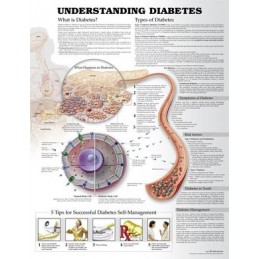 Understanding Diabetes...