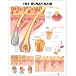 The Human Hair Anatomical...