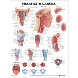 Pharynx & Larynx Anatomical Chart